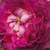 Vijolična - Galska vrtnica - Belle de Crécy